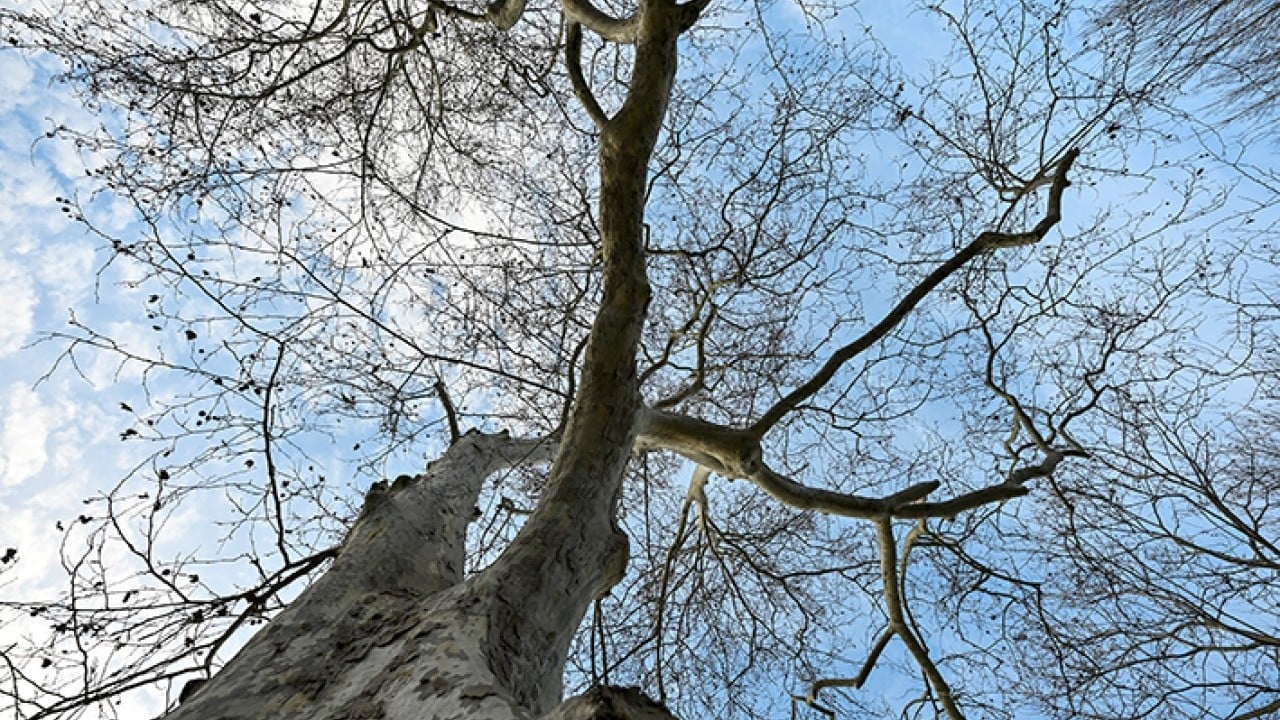 Foto - İstanbul’un hafızası anıt ağaçlarda gizli