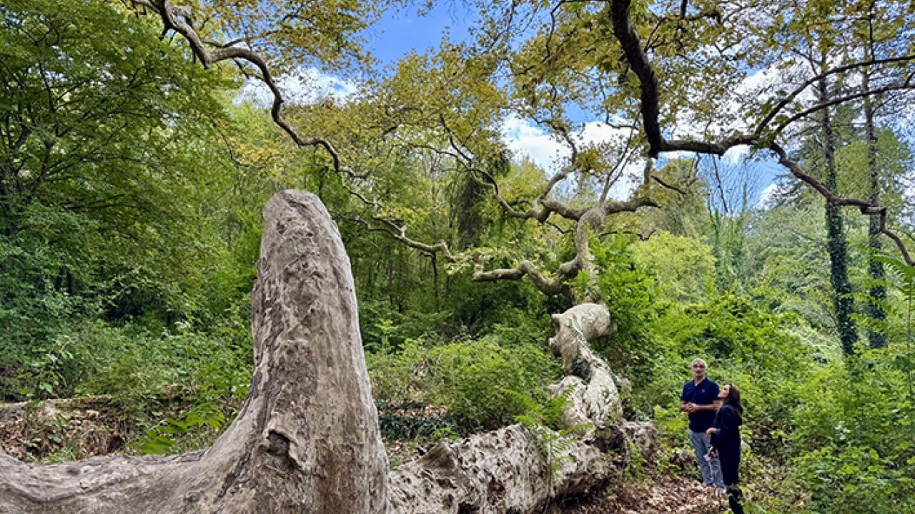 Foto - İstanbul’un hafızası anıt ağaçlarda gizli