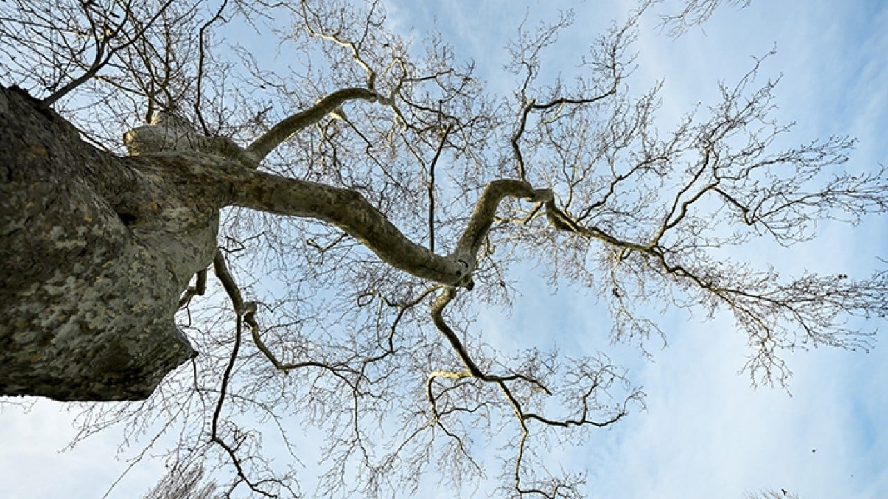Foto - İstanbul’un hafızası anıt ağaçlarda gizli