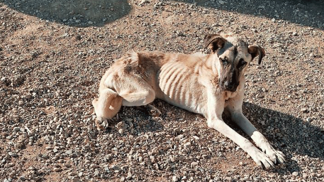 Foto - İstanbul’un sokak köpeği yetmiyor mu? "Isparta’dan 500 köpek getirecekler!"