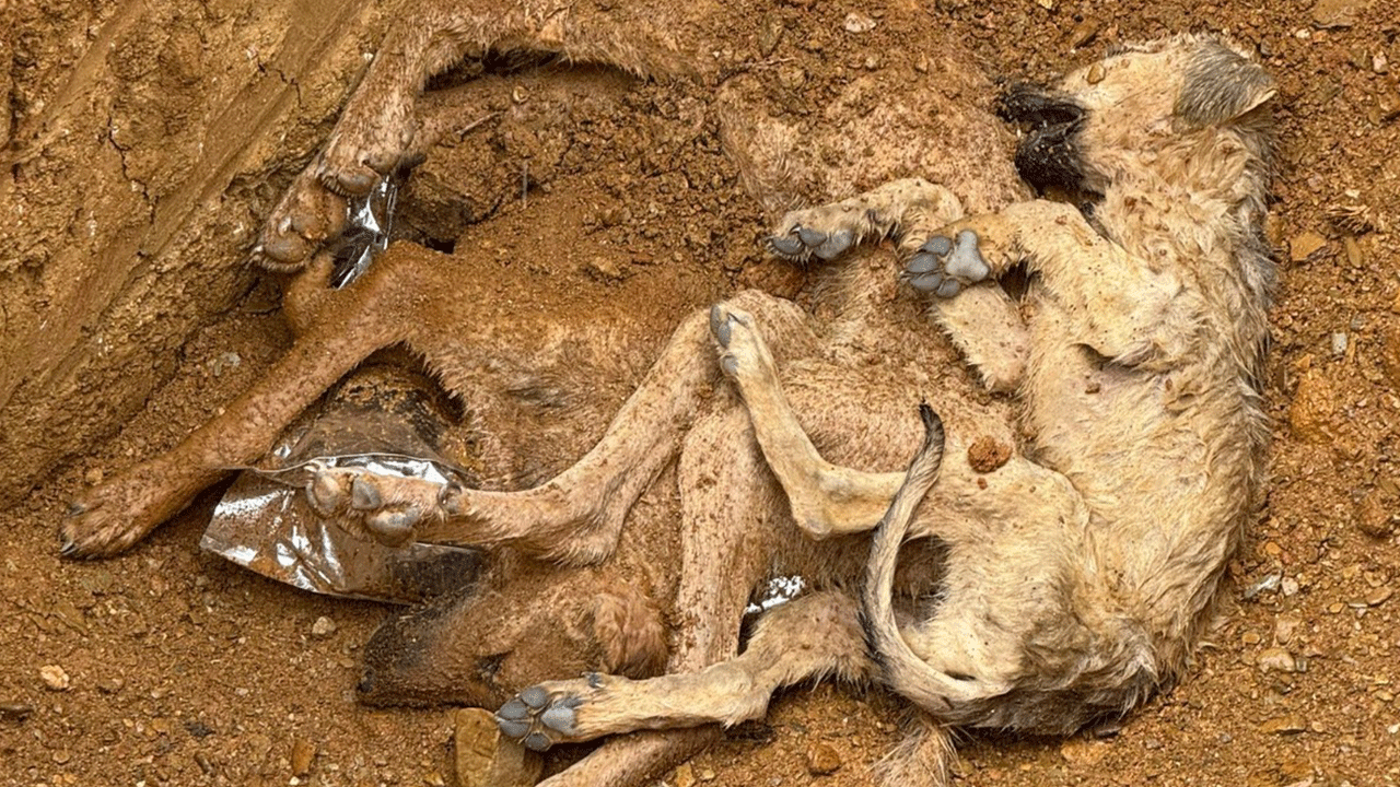 Foto - İstanbul’un sokak köpeği yetmiyor mu? "Isparta’dan 500 köpek getirecekler!"