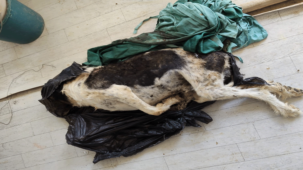 Foto - İstanbul’un sokak köpeği yetmiyor mu? "Isparta’dan 500 köpek getirecekler!"