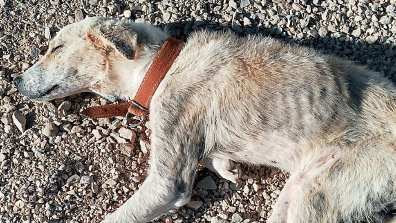 Foto - İstanbul’un sokak köpeği yetmiyor mu? "Isparta’dan 500 köpek getirecekler!"