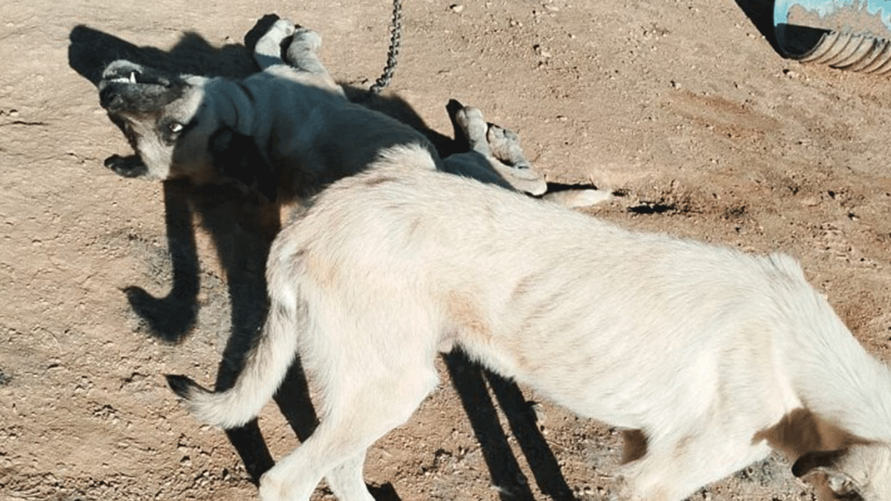 Foto - İstanbul’un sokak köpeği yetmiyor mu? "Isparta’dan 500 köpek getirecekler!"