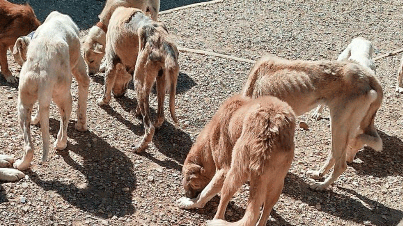 Foto - İstanbul’un sokak köpeği yetmiyor mu? "Isparta’dan 500 köpek getirecekler!"