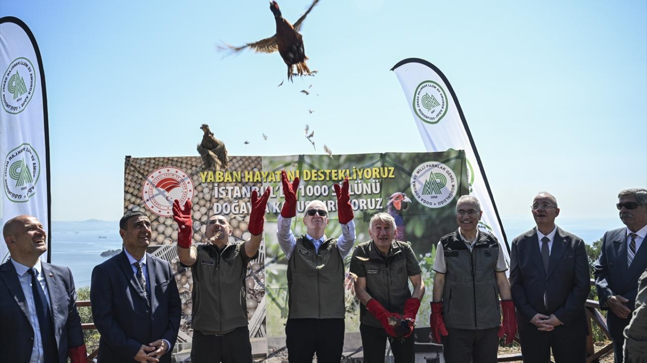 İstanbul'un sülünleri doğaya salındı! Kene ve kokarcayla mücadele edecekler 