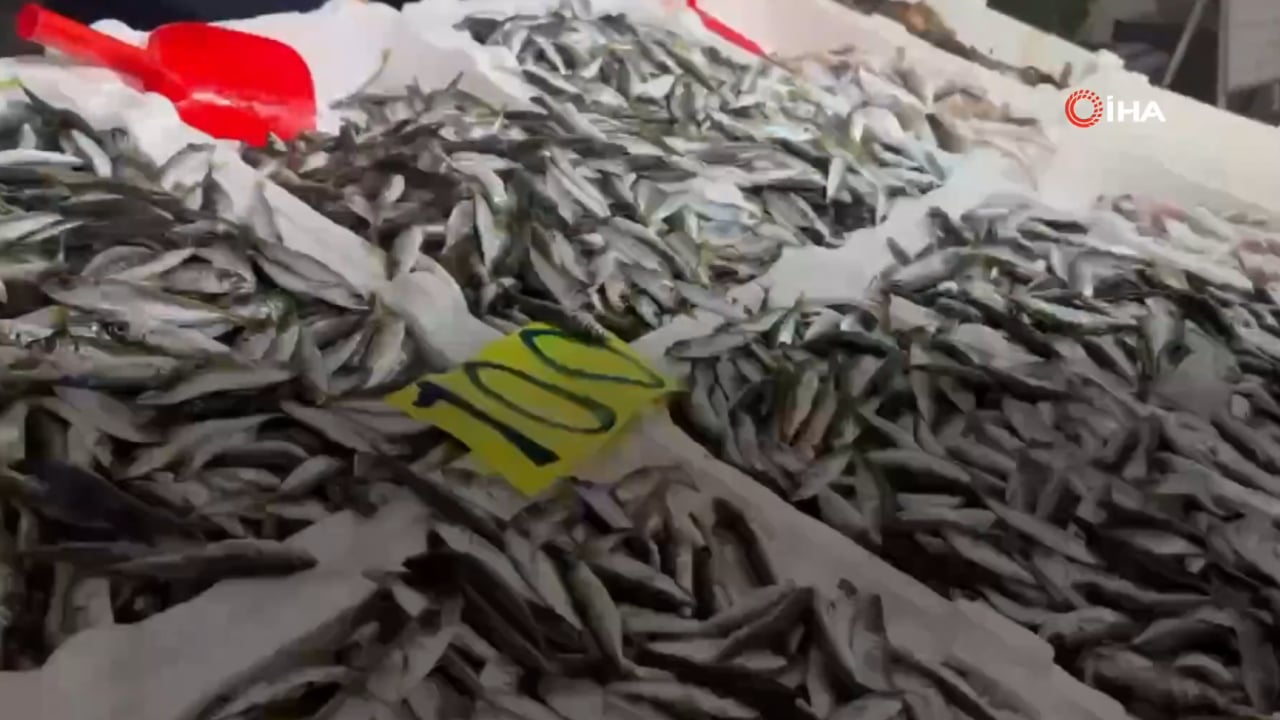 Foto - İstavrit fiyatını görenler tezgaha koştu! 