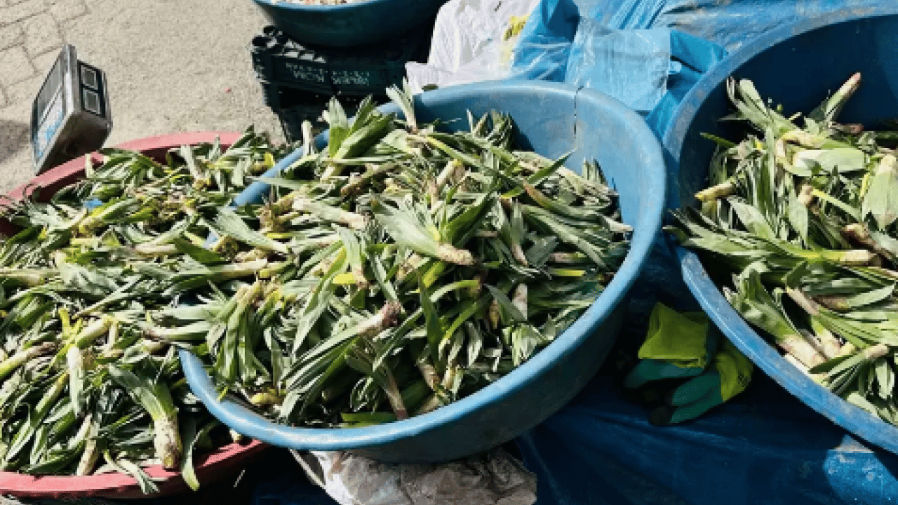 Foto - İşte Avrupa pazarındaki 'Türk mucizesi' İbn-i Sina'dan El-Biruni'ye kadar... Avrupa bu bitkinin peşinde!
