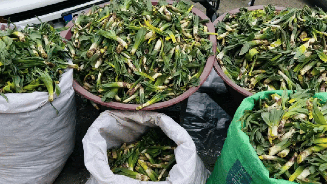 Foto - İşte Avrupa pazarındaki 'Türk mucizesi' İbn-i Sina'dan El-Biruni'ye kadar... Avrupa bu bitkinin peşinde!