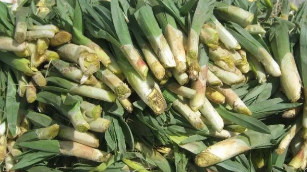 Foto - İşte Avrupa pazarındaki 'Türk mucizesi' İbn-i Sina'dan El-Biruni'ye kadar... Avrupa bu bitkinin peşinde!