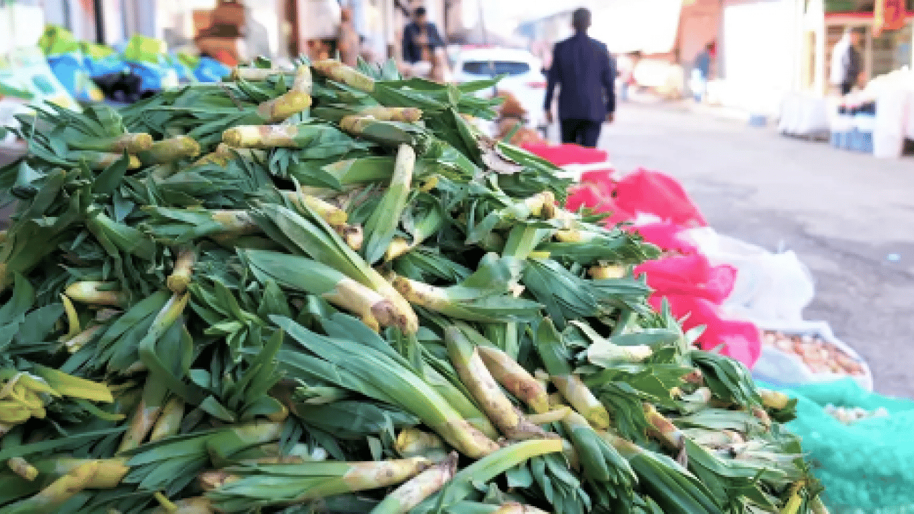 Foto - İşte Avrupa pazarındaki 'Türk mucizesi' İbn-i Sina'dan El-Biruni'ye kadar... Avrupa bu bitkinin peşinde!