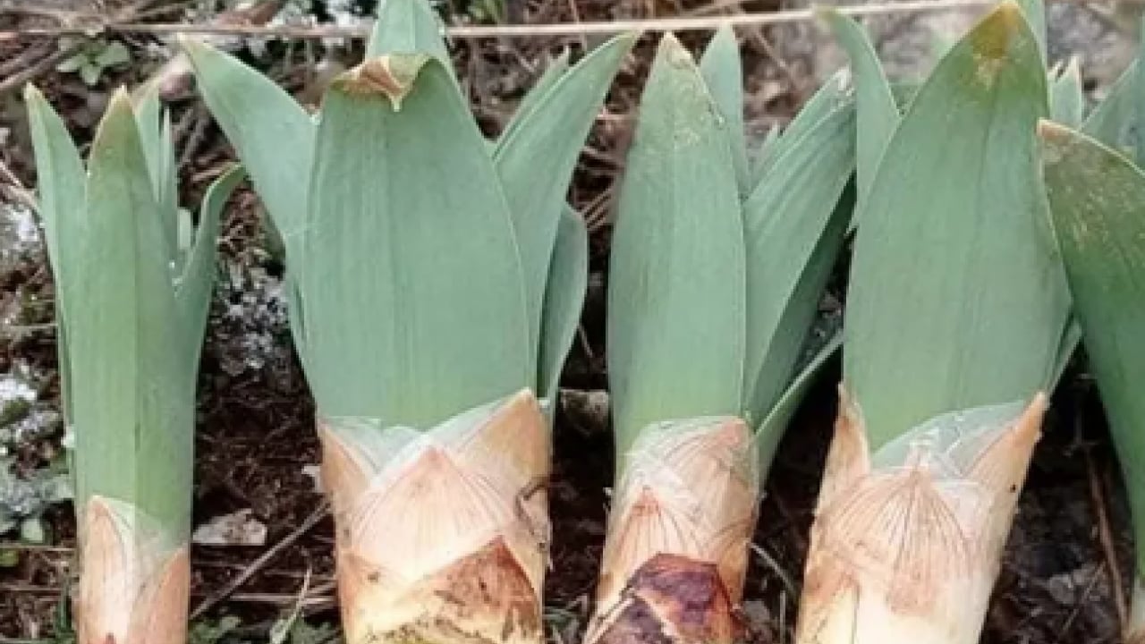 Foto - İşte Avrupa pazarındaki 'Türk mucizesi' İbn-i Sina'dan El-Biruni'ye kadar... Avrupa bu bitkinin peşinde!