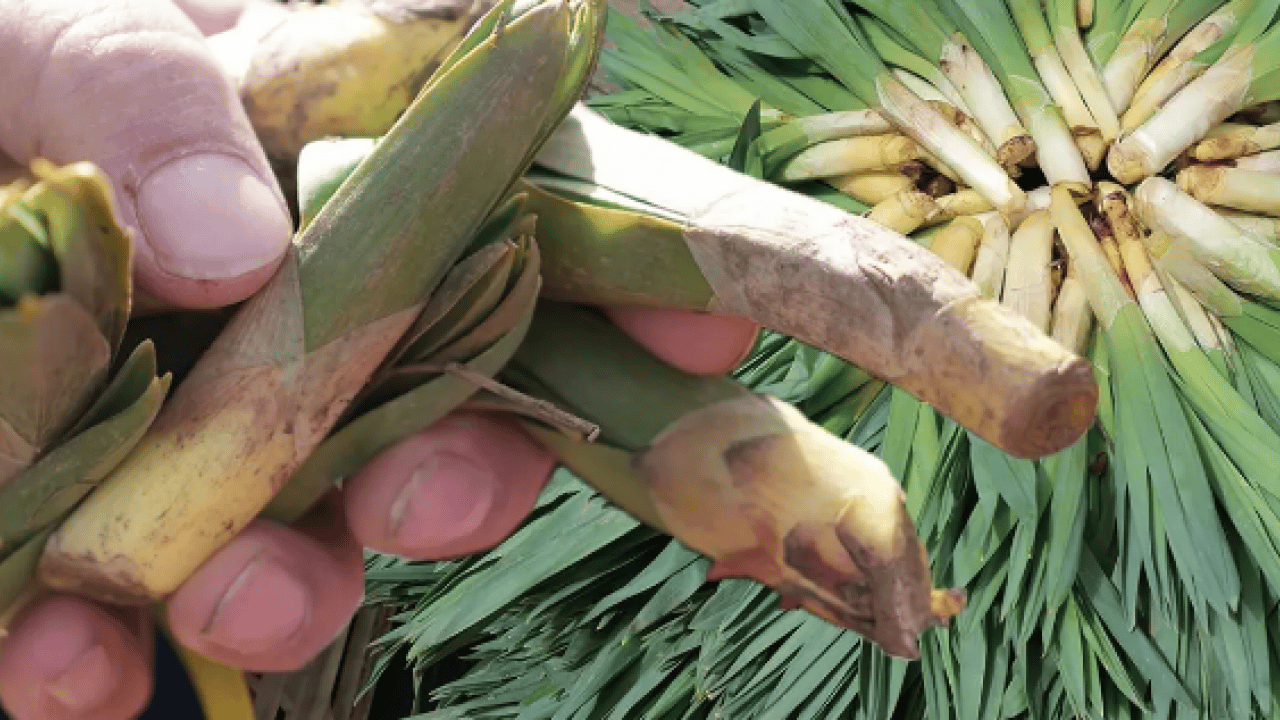 İşte Avrupa pazarındaki 'Türk mucizesi' İbn-i Sina'dan El-Biruni'ye kadar... Avrupa bu bitkinin peşinde!