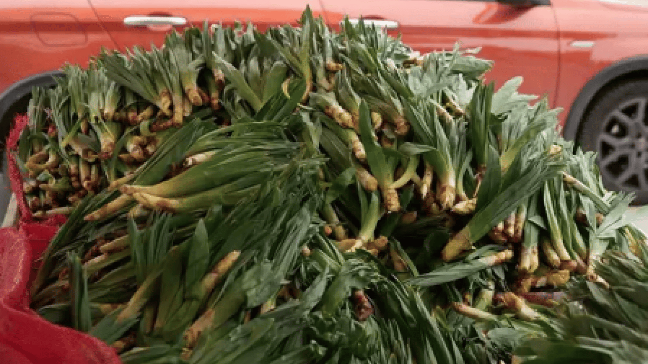 Foto - İşte Avrupa pazarındaki 'Türk mucizesi' İbn-i Sina'dan El-Biruni'ye kadar... Avrupa bu bitkinin peşinde!