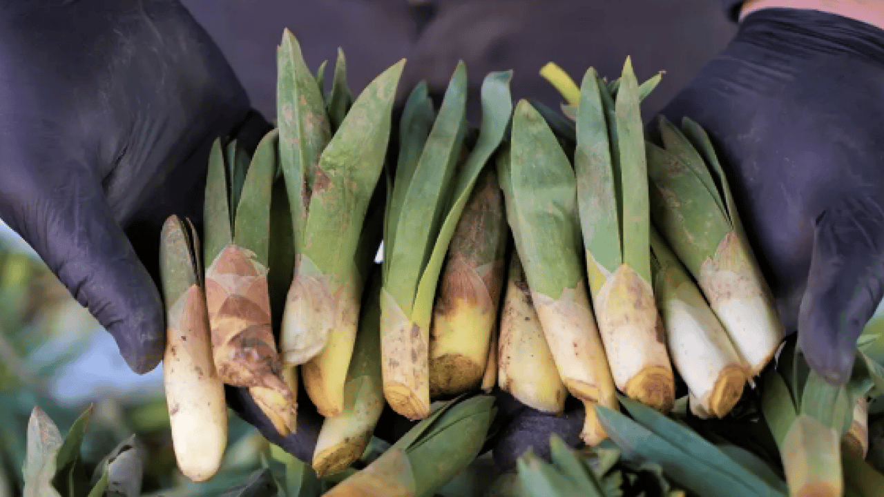 Foto - İşte Avrupa pazarındaki 'Türk mucizesi' İbn-i Sina'dan El-Biruni'ye kadar... Avrupa bu bitkinin peşinde!