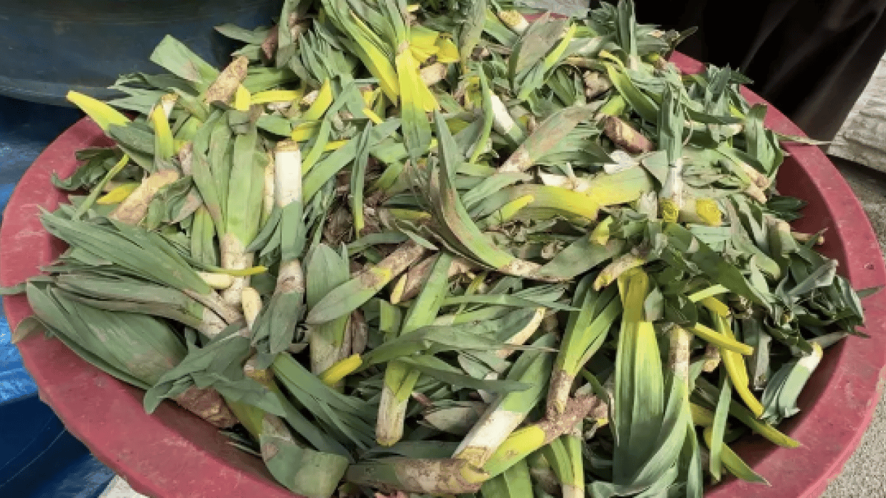Foto - İşte Avrupa pazarındaki 'Türk mucizesi' İbn-i Sina'dan El-Biruni'ye kadar... Avrupa bu bitkinin peşinde!