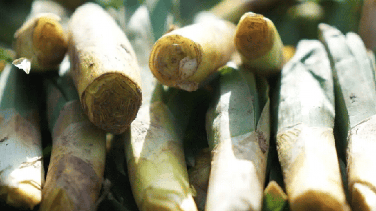 Foto - İşte Avrupa pazarındaki 'Türk mucizesi' İbn-i Sina'dan El-Biruni'ye kadar... Avrupa bu bitkinin peşinde!