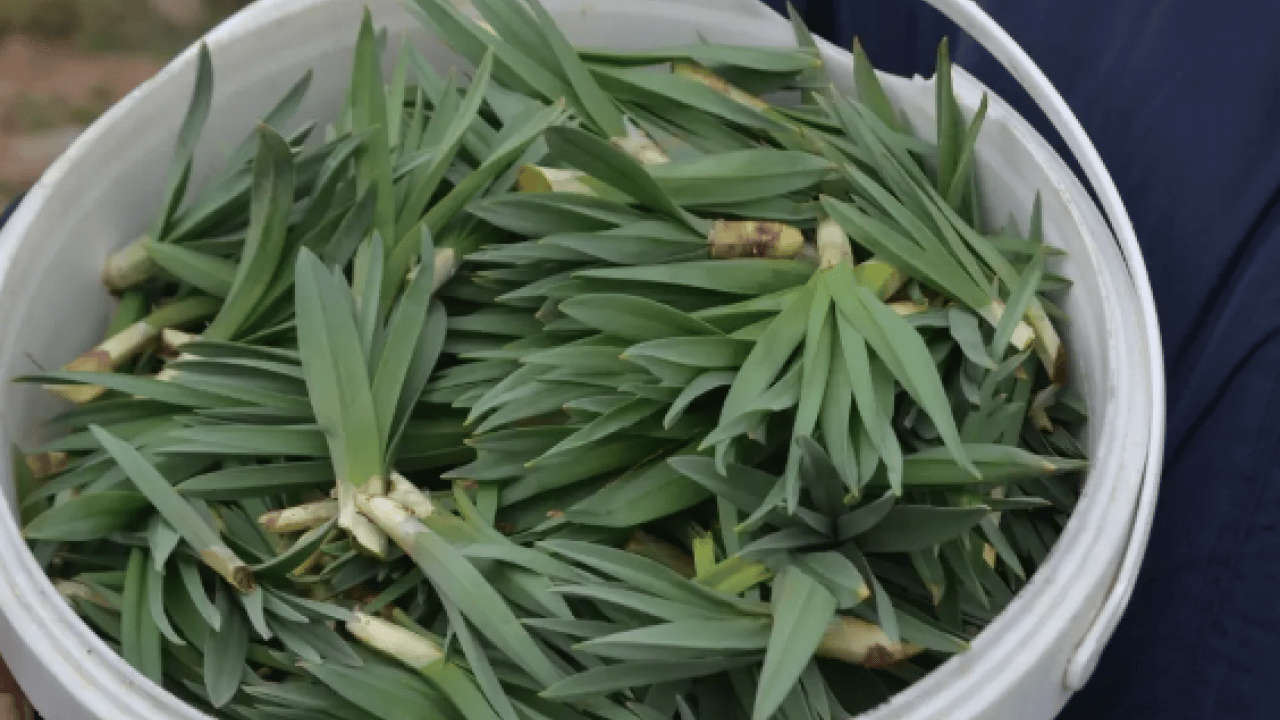 Foto - İşte Avrupa pazarındaki 'Türk mucizesi' İbn-i Sina'dan El-Biruni'ye kadar... Avrupa bu bitkinin peşinde!
