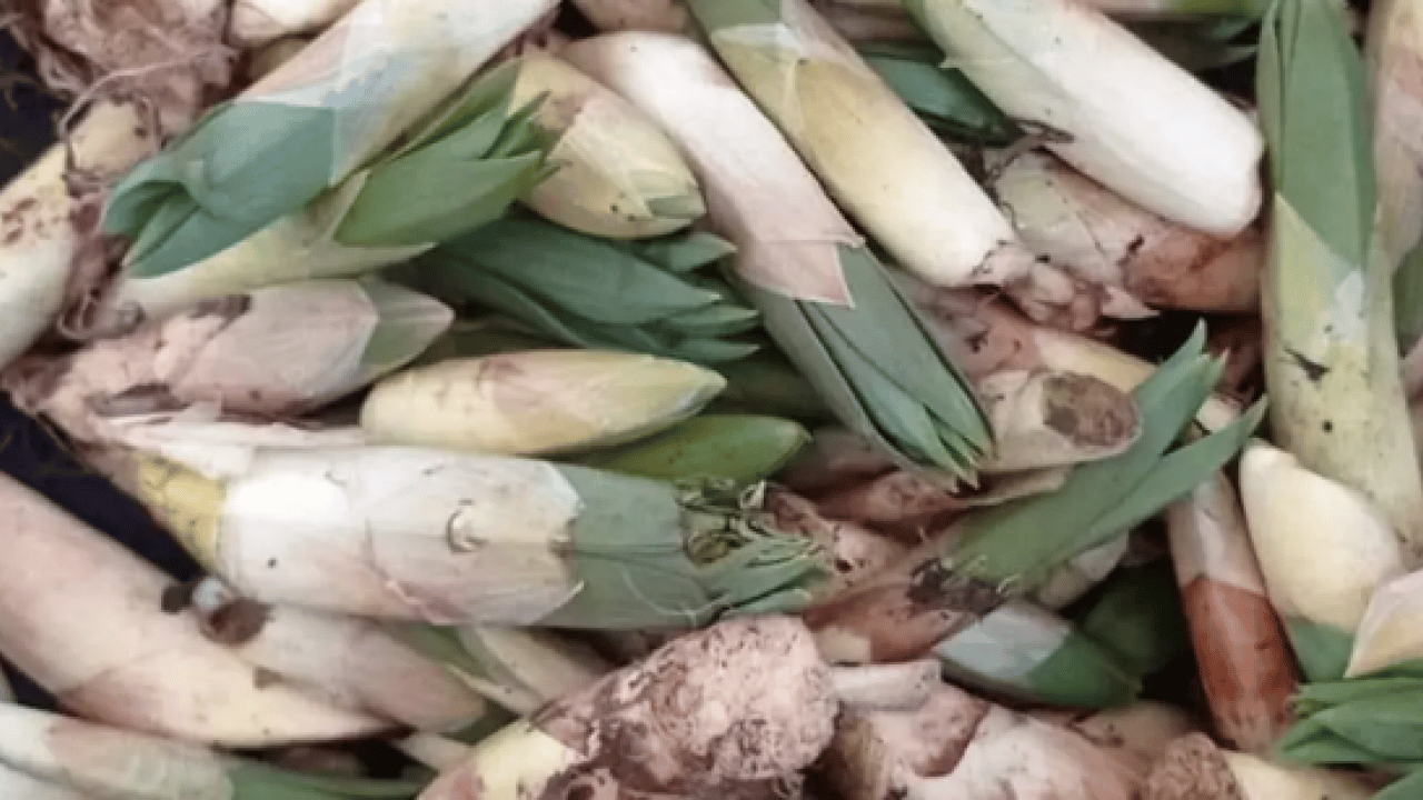 Foto - İşte Avrupa pazarındaki 'Türk mucizesi' İbn-i Sina'dan El-Biruni'ye kadar... Avrupa bu bitkinin peşinde!