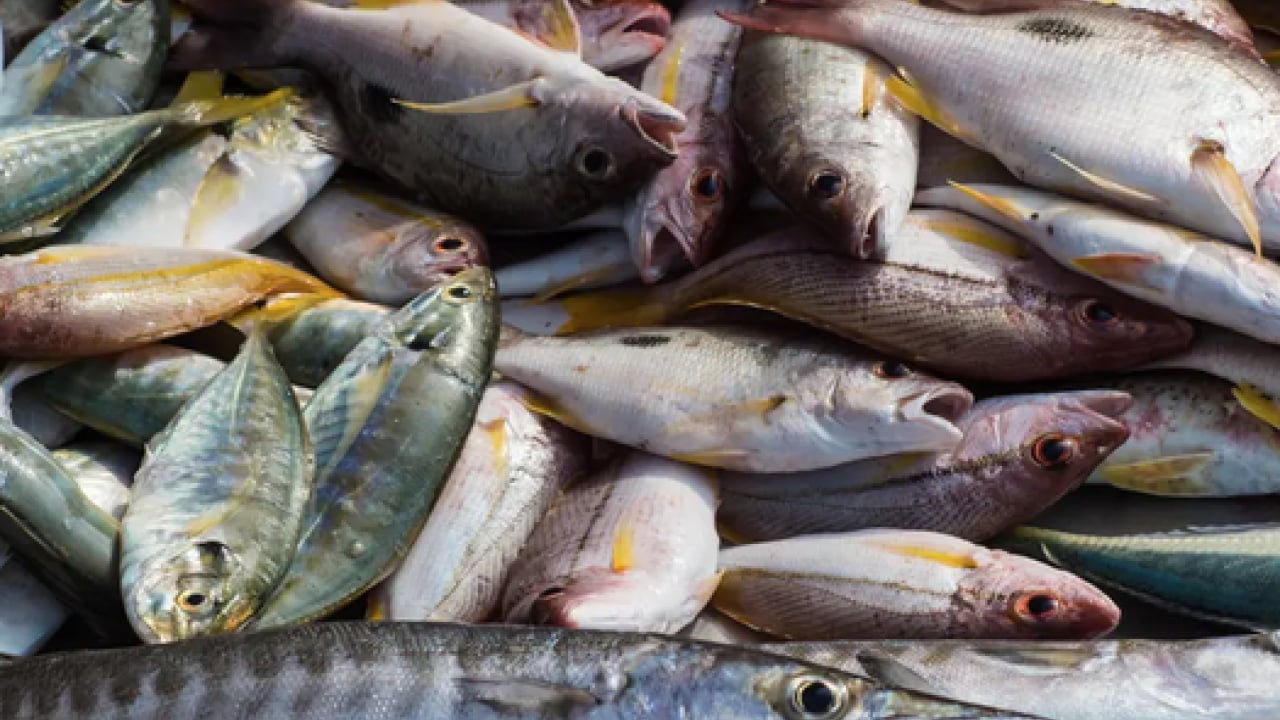 Foto - İşte B12 eksikliğini unutturacak 6 süper besin: Hafızanızı çelik gibi yapıyor...