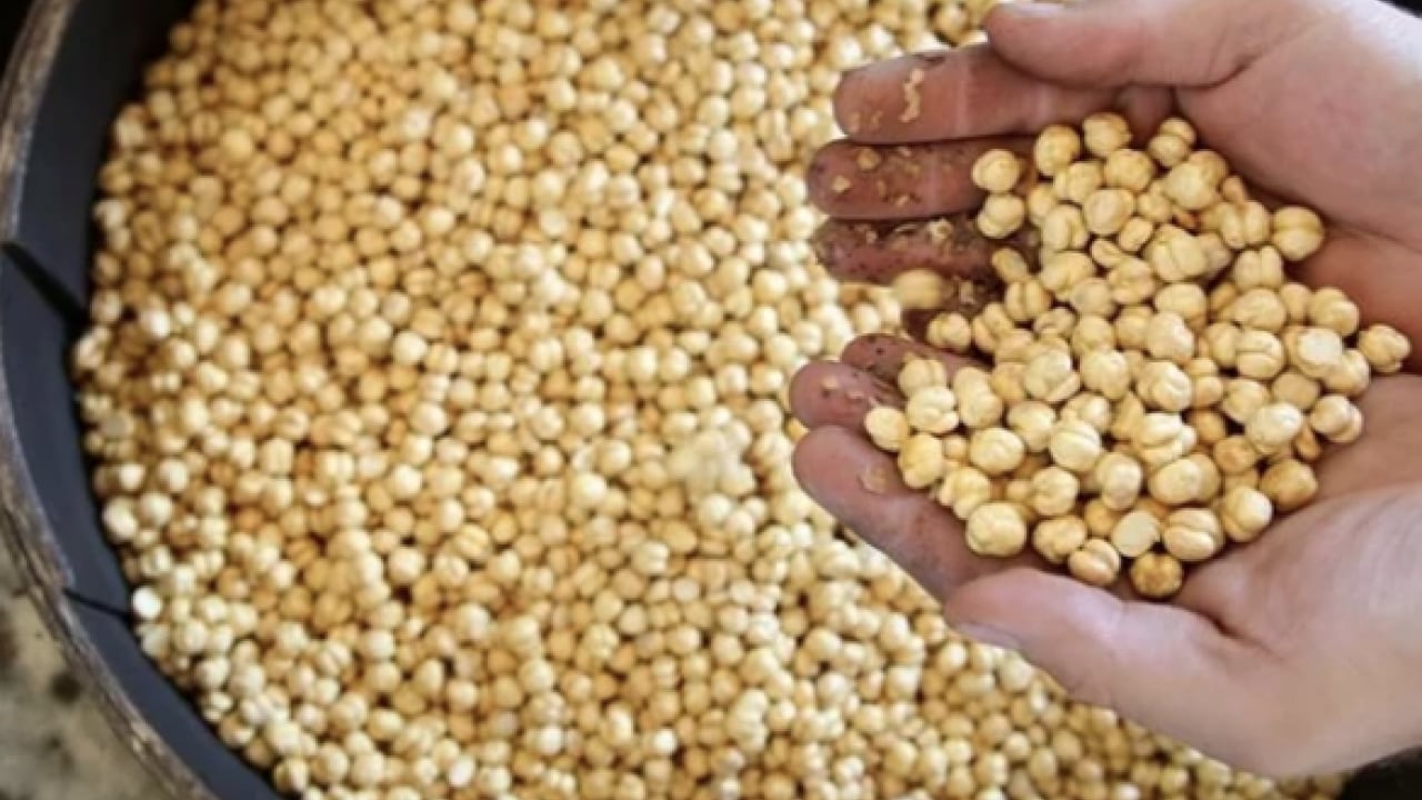 Foto - İşte bu hiç iyi olmadı... Leblebi gerçekten kilo yapar mı? Diyetin dostu mu, düşmanı mı?