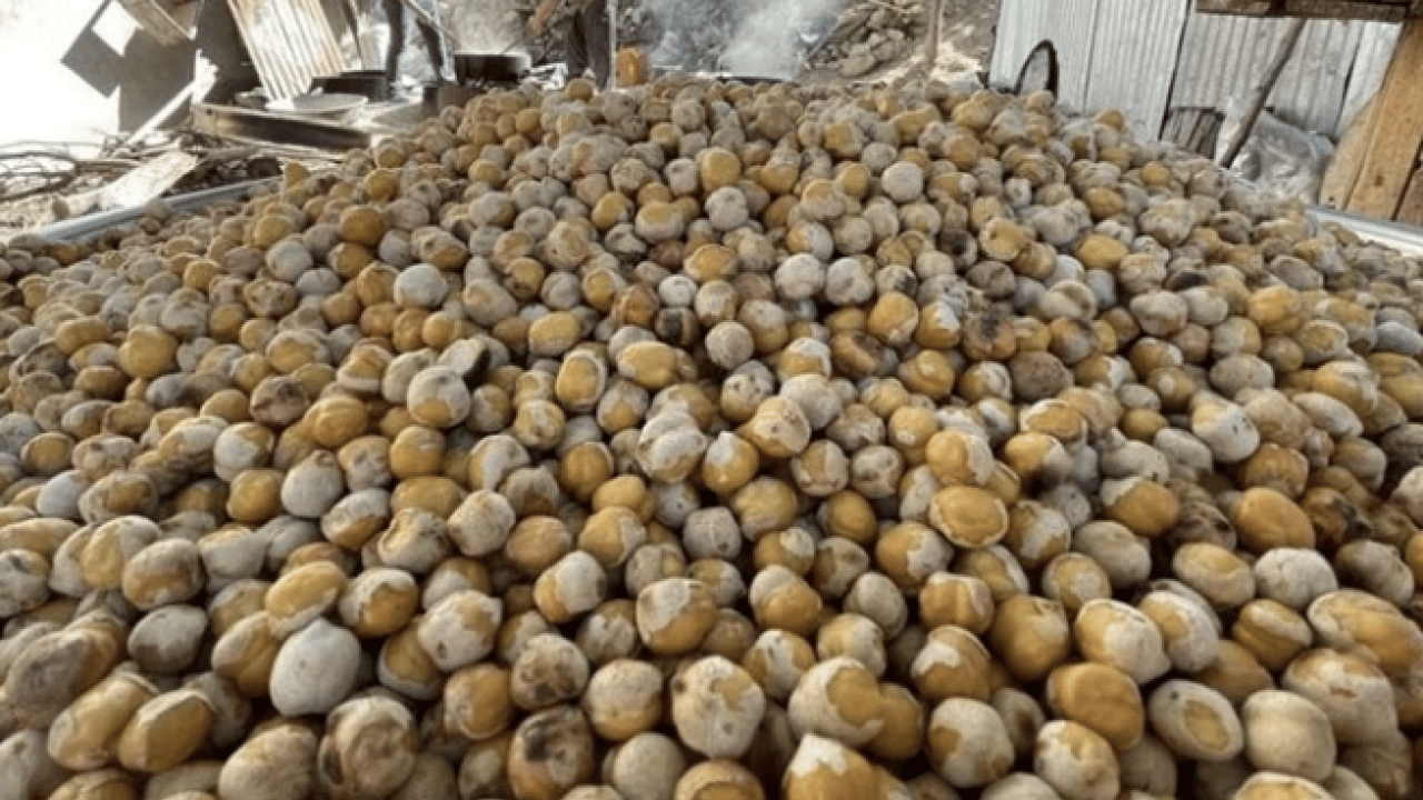 Foto - İşte bu hiç iyi olmadı... Leblebi gerçekten kilo yapar mı? Diyetin dostu mu, düşmanı mı?