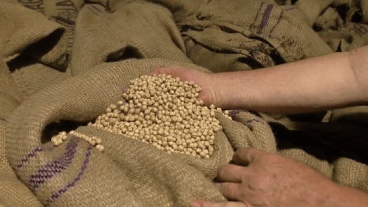 Foto - İşte bu hiç iyi olmadı... Leblebi gerçekten kilo yapar mı? Diyetin dostu mu, düşmanı mı?