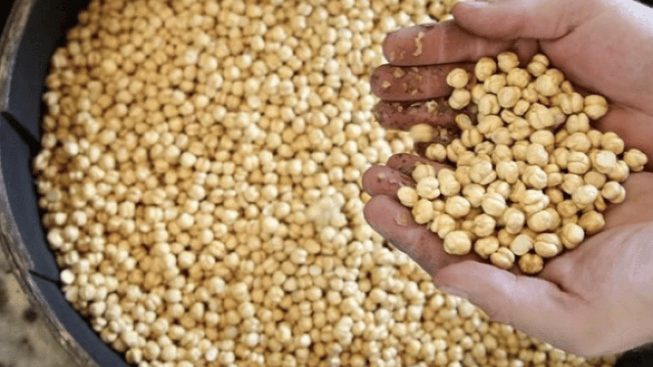 Foto - İşte bu hiç iyi olmadı... Leblebi gerçekten kilo yapar mı? Diyetin dostu mu, düşmanı mı?