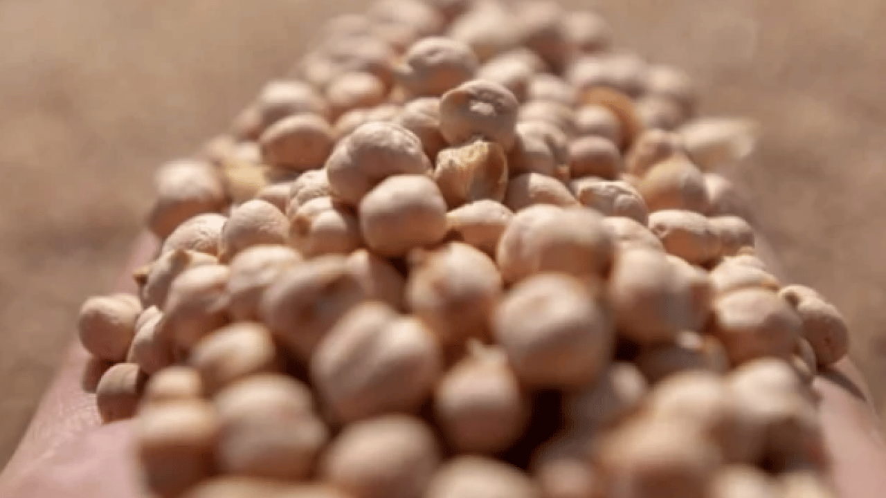 Foto - İşte bu hiç iyi olmadı... Leblebi gerçekten kilo yapar mı? Diyetin dostu mu, düşmanı mı?