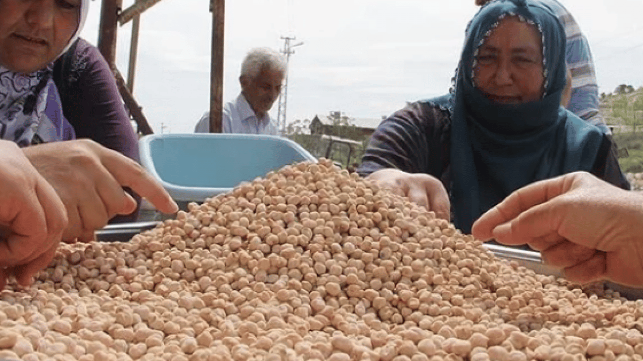 Foto - İşte bu hiç iyi olmadı... Leblebi gerçekten kilo yapar mı? Diyetin dostu mu, düşmanı mı?