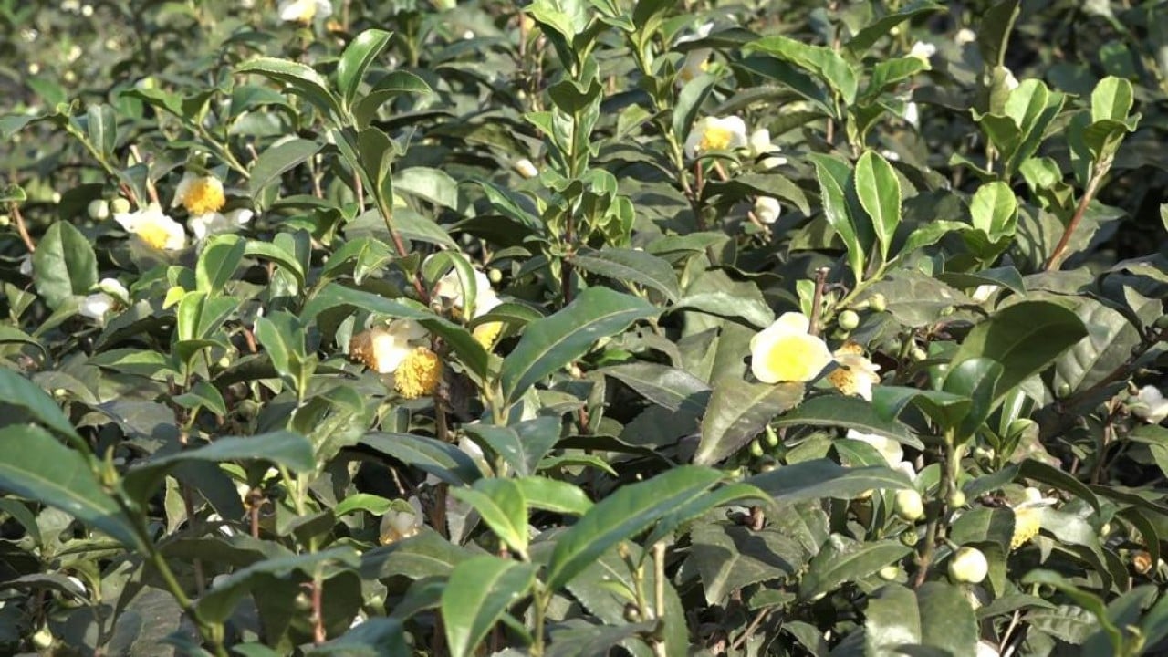 Foto - İşte çayın yeni ürünü ‘Çay çiçeği çayı'! Kilosu 6 bin TL'den satılıyor