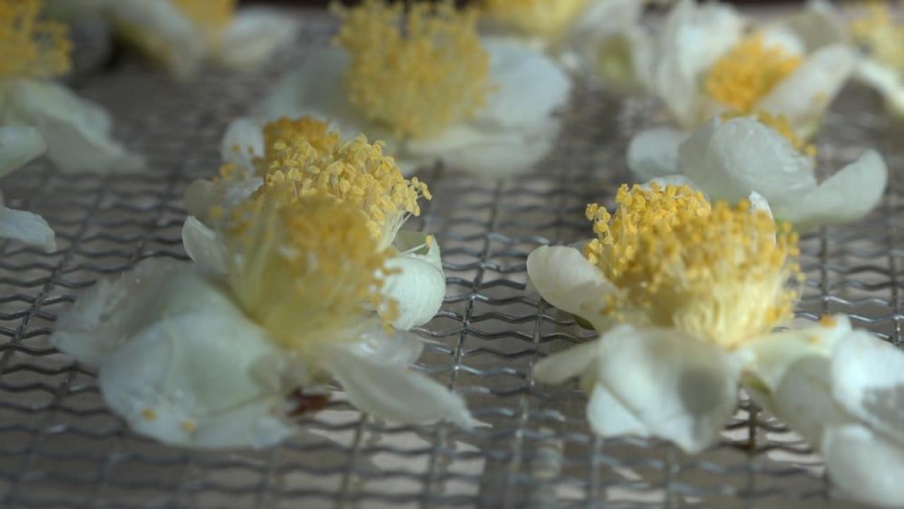 Foto - İşte çayın yeni ürünü ‘Çay çiçeği çayı'! Kilosu 6 bin TL'den satılıyor