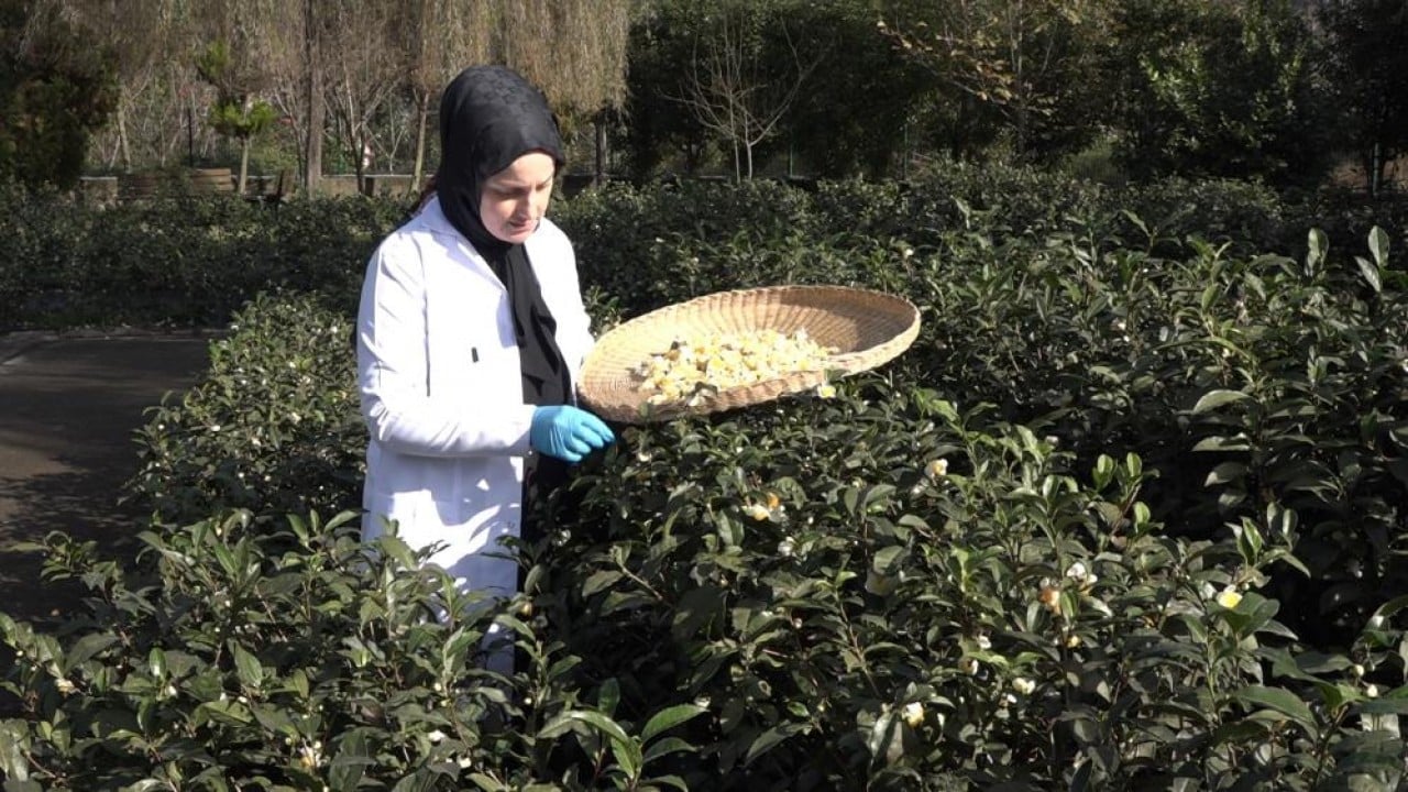 Foto - İşte çayın yeni ürünü ‘Çay çiçeği çayı'! Kilosu 6 bin TL'den satılıyor