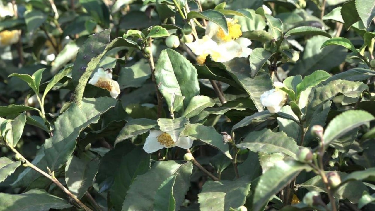 Foto - İşte çayın yeni ürünü ‘Çay çiçeği çayı'! Kilosu 6 bin TL'den satılıyor