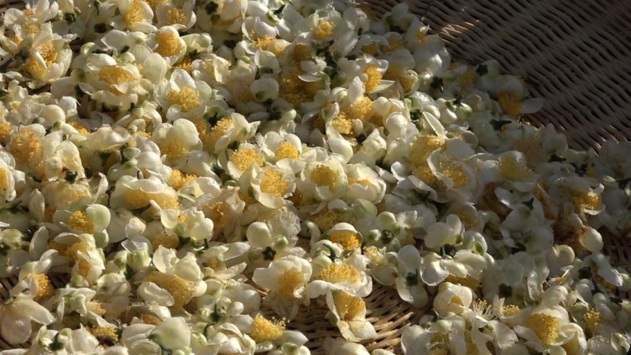 Foto - İşte çayın yeni ürünü ‘Çay çiçeği çayı'! Kilosu 6 bin TL'den satılıyor