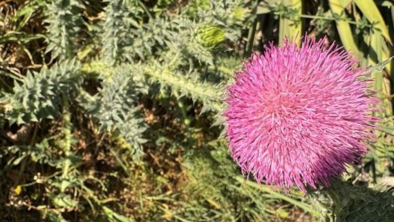 Foto - İşte en çok tercih edilen doğal tedavi... Deve dikeni yoğun ilgi görüyor: 5 etkisi olduğu ortaya çıktı!