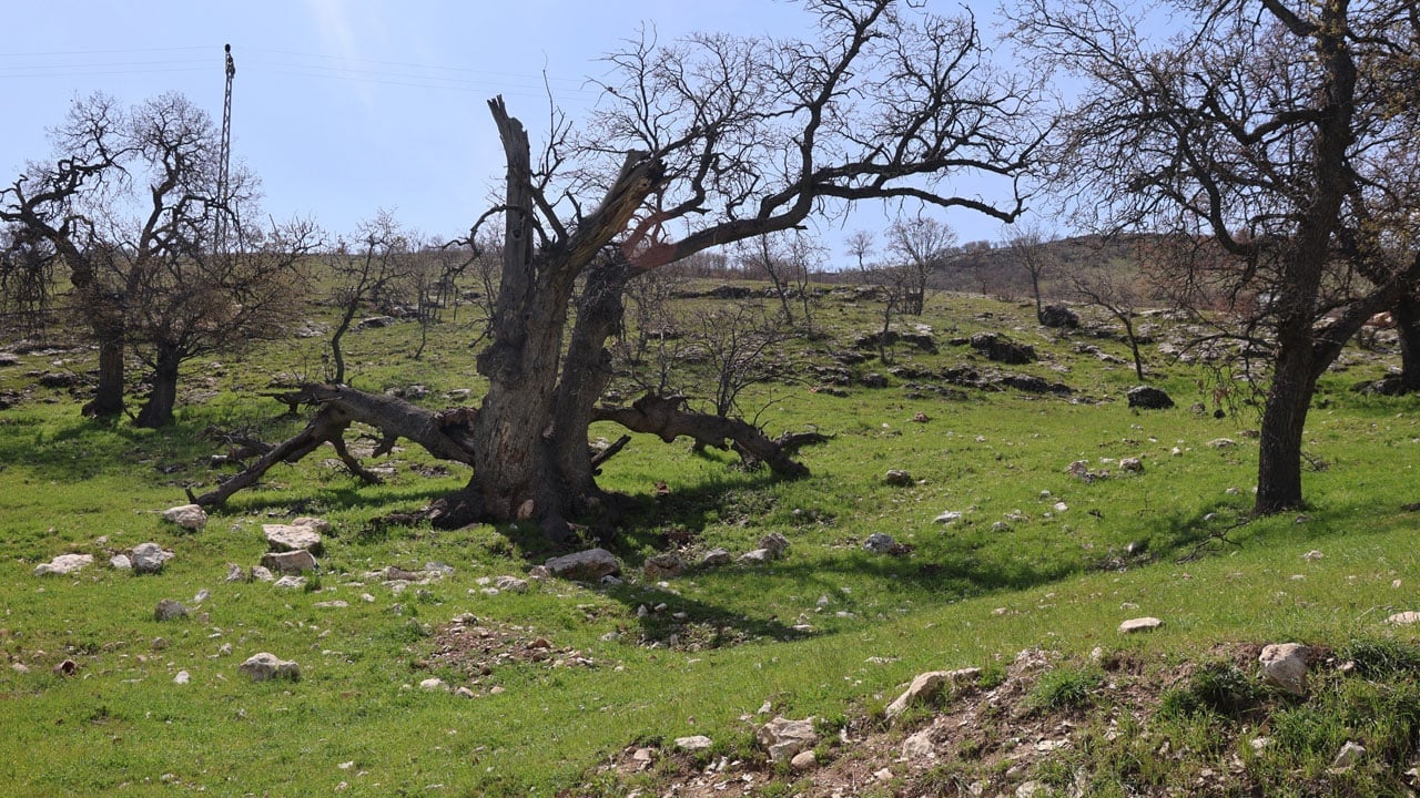 Foto - İşte Gülistan Doku'nun ilk gömüldüğü yer!
