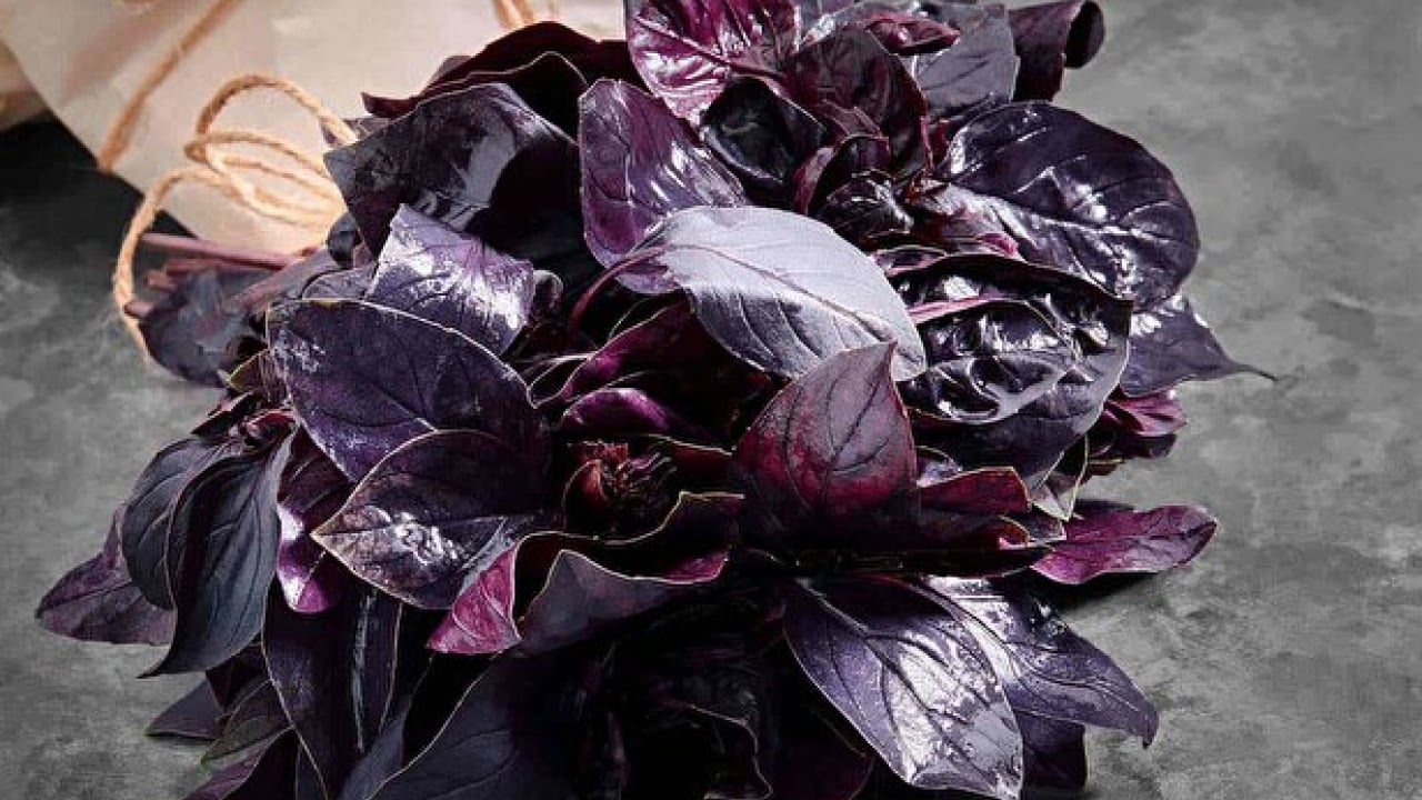 Foto - İşte İbn-i Sina’nın bin yıllık şifa reçetesinden 9 şifa ortaya saçılacak...