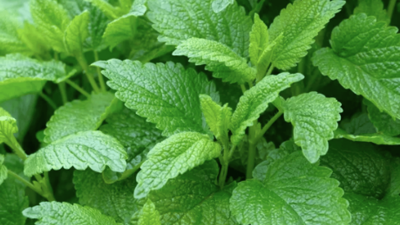 Foto - İşte İbn-i Sina'nın binlerce yıllık gençlik sırrı: Hürrem Sultan'ın gizli güzellik formülüymüş...