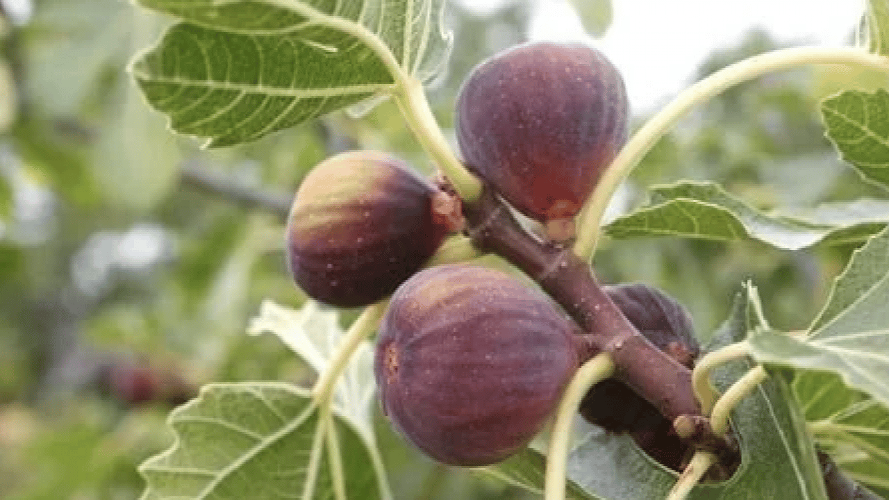 Foto - İşte İbn-i Sina'nın en çok övdüğü meyve: Dikkat çeken özellikleri var...