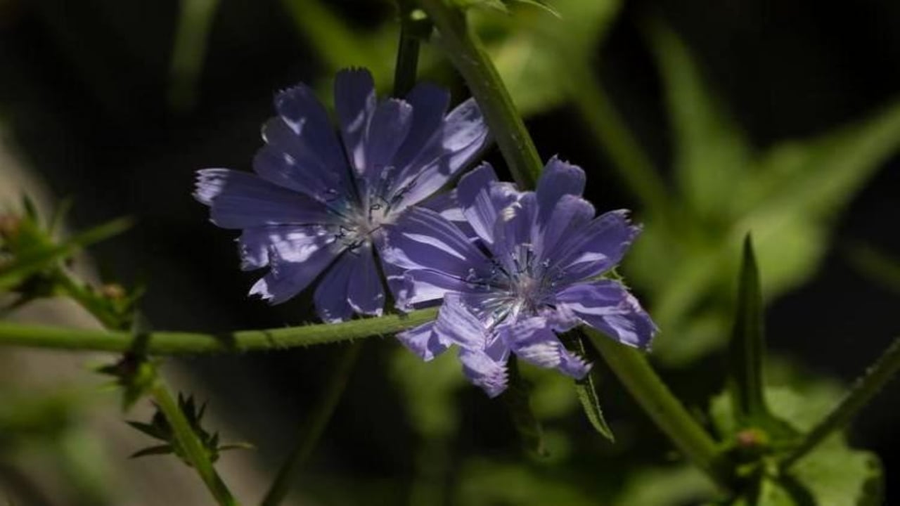 Foto - İşte İbn-i Sina’nın favori bitkisi: Karaciğere resmen reset atıyor! Her derde şifa biiznillah