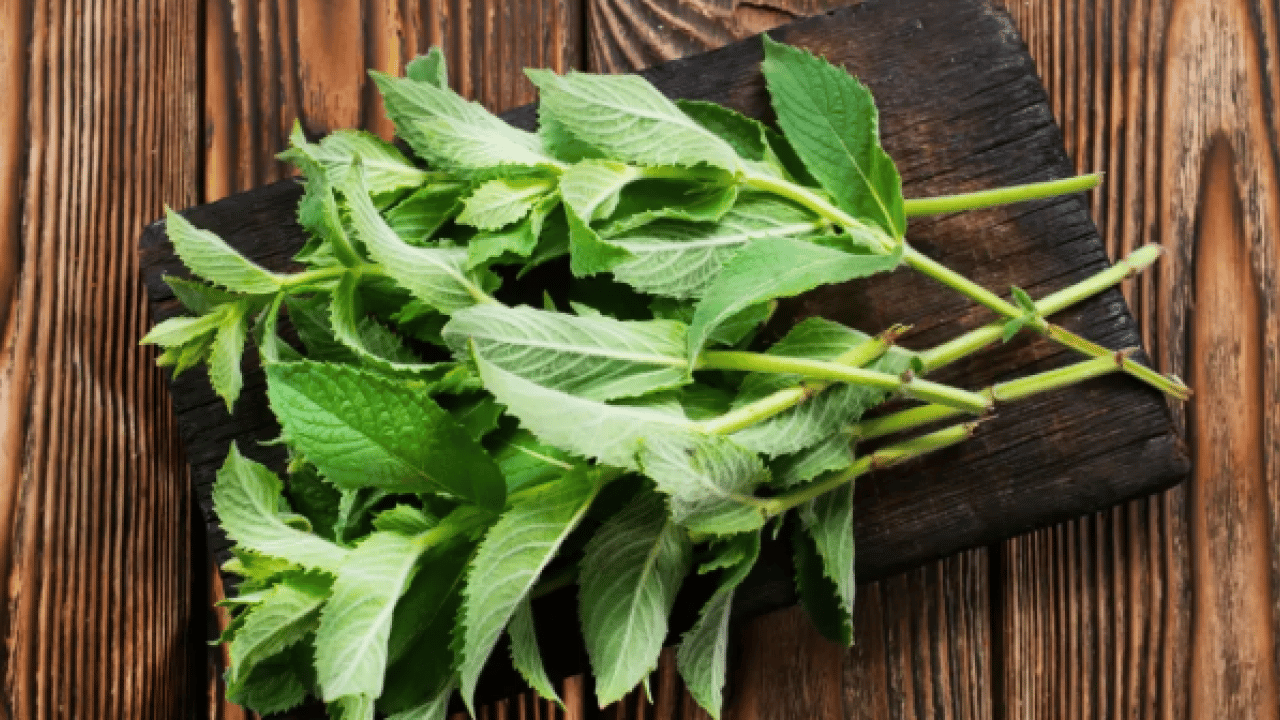 İşte iştahı anında kesen bitki! Yemek aklınıza gelmeyecek!