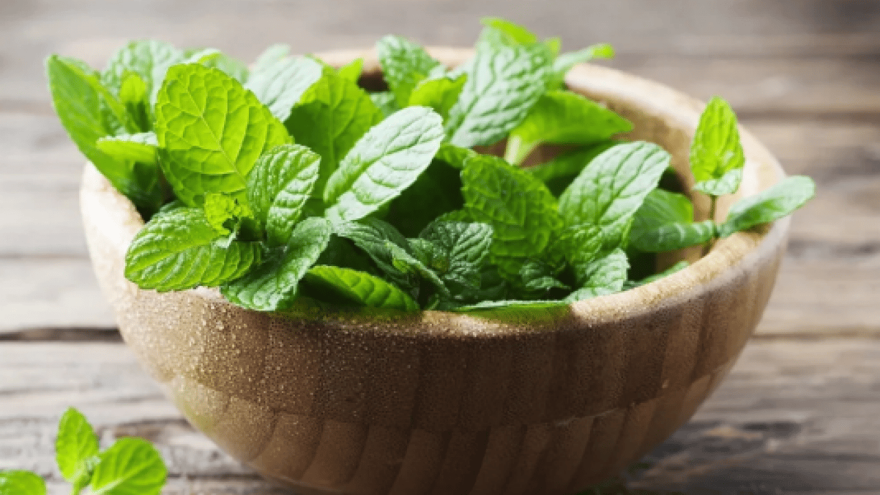 Foto - İşte iştahı anında kesen bitki! Yemek aklınıza gelmeyecek!