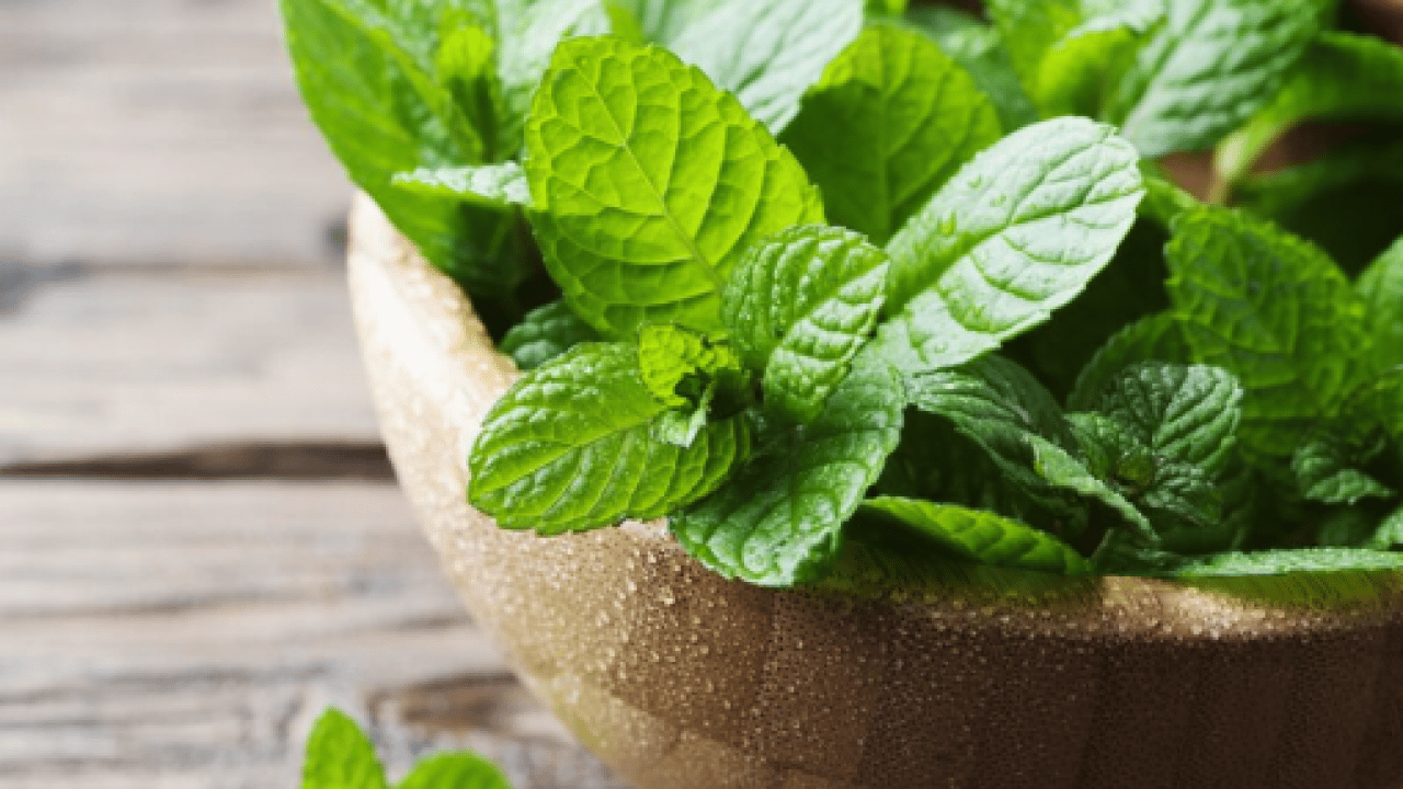 Foto - İşte iştahı anında kesen bitki! Yemek aklınıza gelmeyecek!