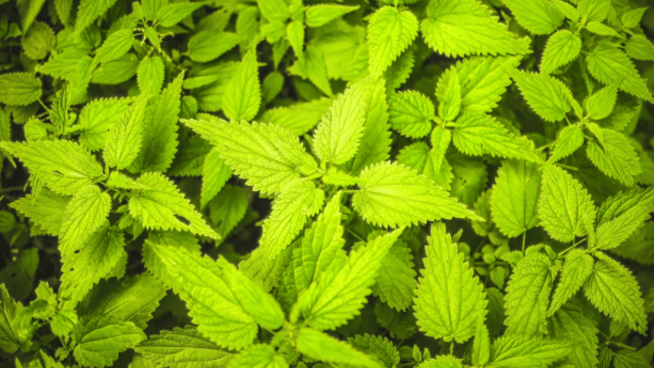 Foto - İşte iştahı anında kesen bitki! Yemek aklınıza gelmeyecek!