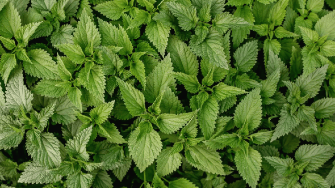 Foto - İşte iştahı anında kesen bitki! Yemek aklınıza gelmeyecek!