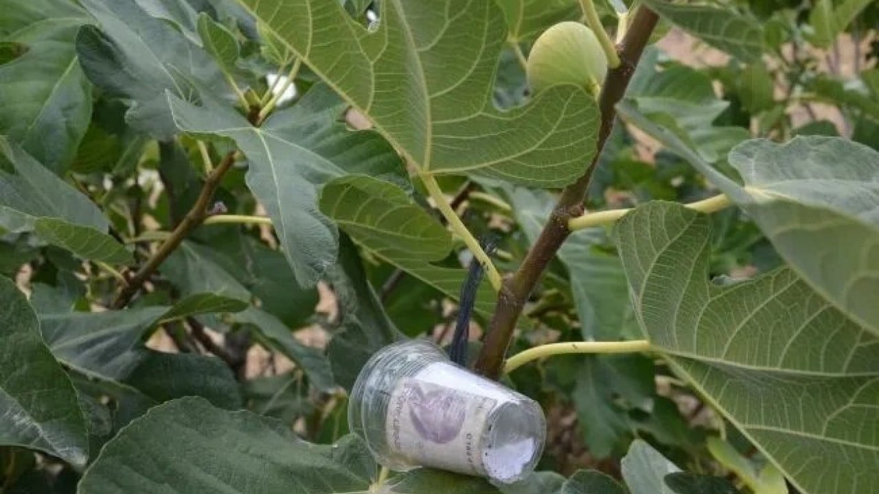 Foto - İşte merak edilen sorunun cevabı: Ağaçtan meyve koparıp parasını bırakmak caiz mi?