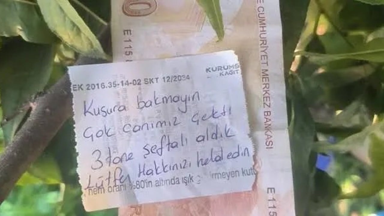 Foto - İşte merak edilen sorunun cevabı: Ağaçtan meyve koparıp parasını bırakmak caiz mi?
