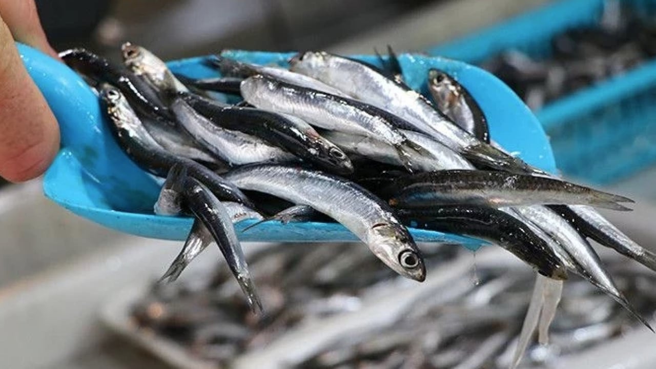Foto - İşte o hatalar... Balık yerken iki kez düşünün: Meğer yanlış tüketince zehirden farkı kalmıyormuş