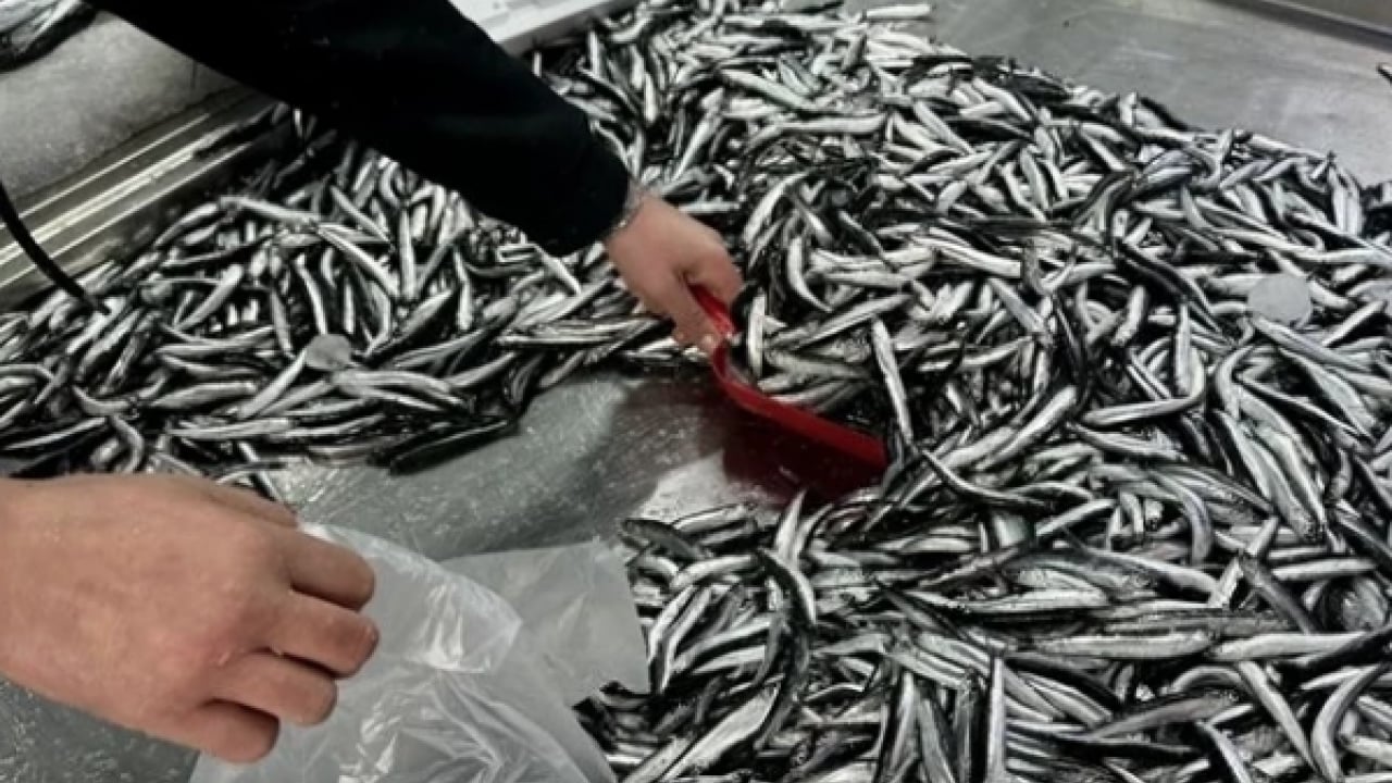 Foto - İşte o hatalar... Balık yerken iki kez düşünün: Meğer yanlış tüketince zehirden farkı kalmıyormuş